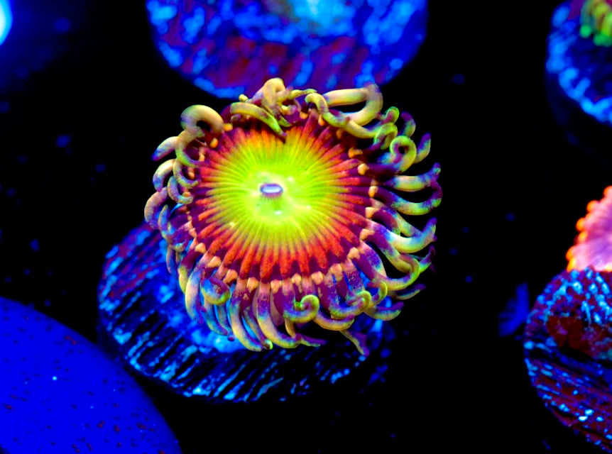 Rainbow Troll Zoa