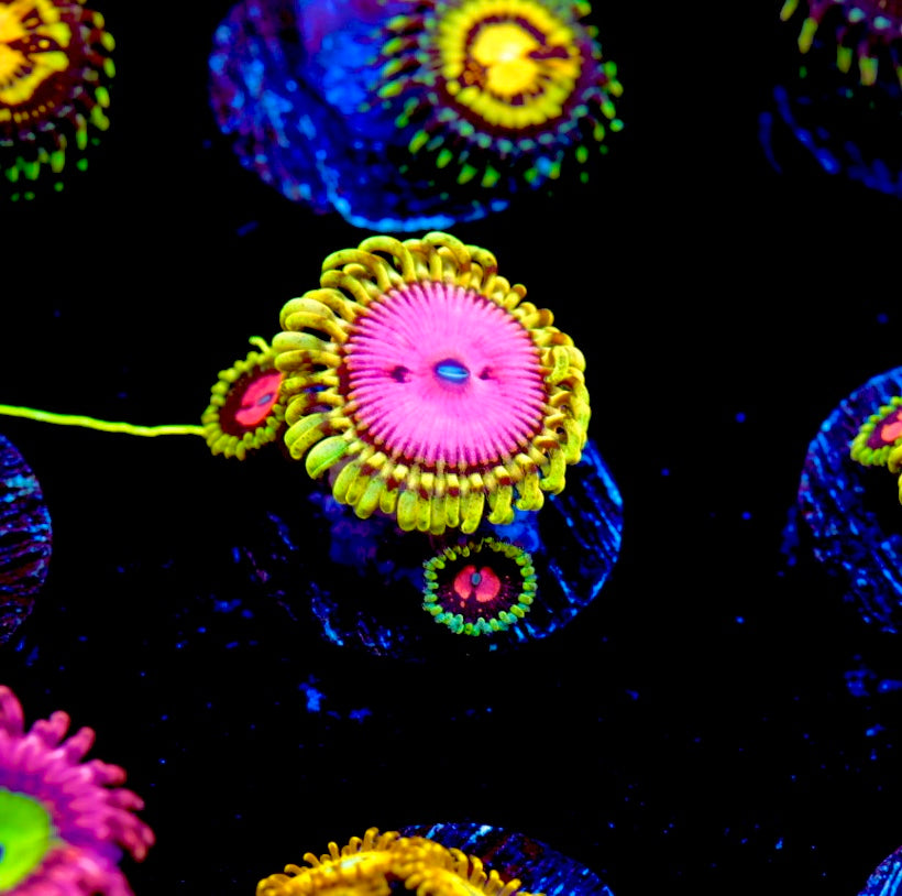 Pink Diamond Zoa
