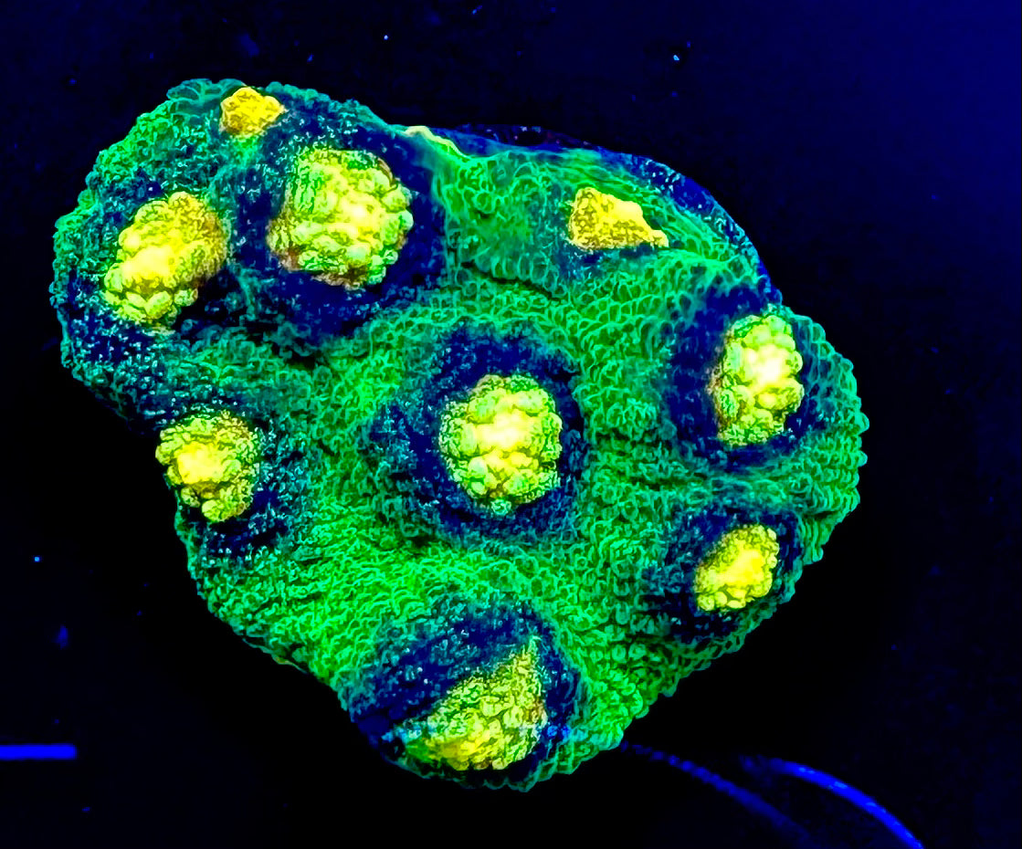 JF Raja Rampage Chalice