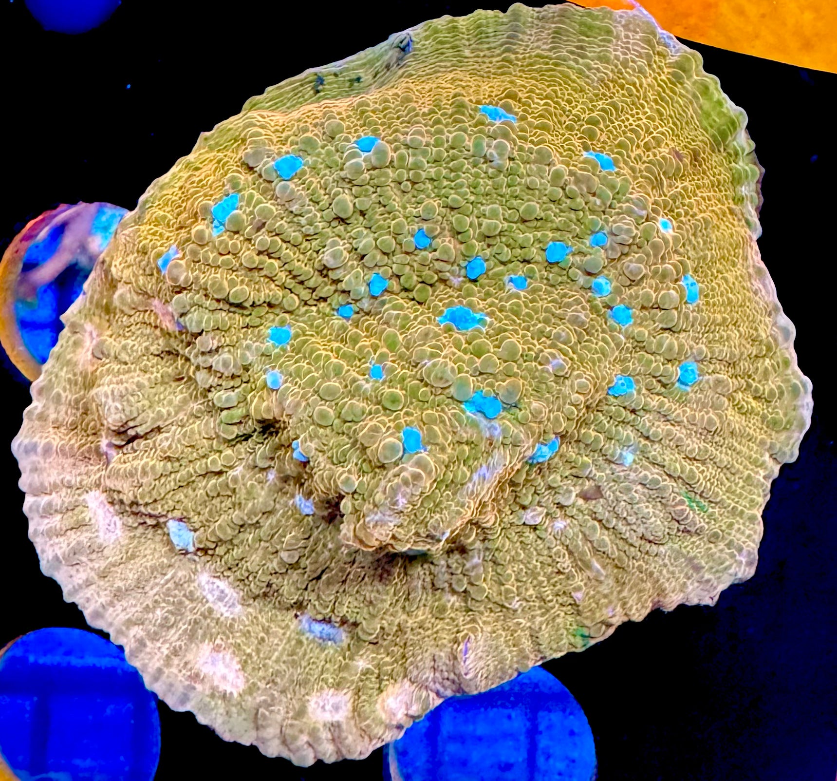 Sugar Cookie chalice