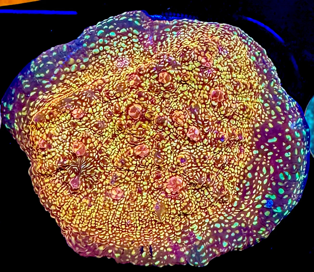 CB El Diablo Chalice XL