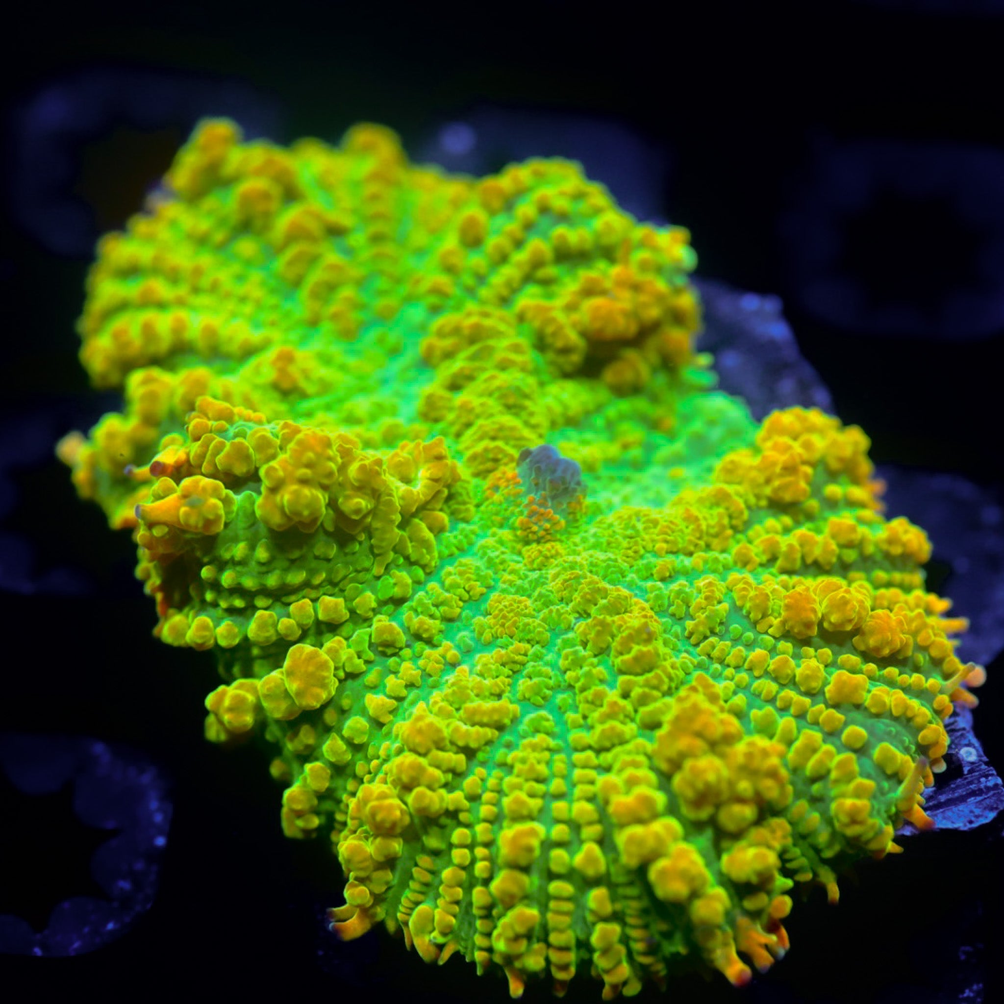 XL Tequila Sunrise Mushroom