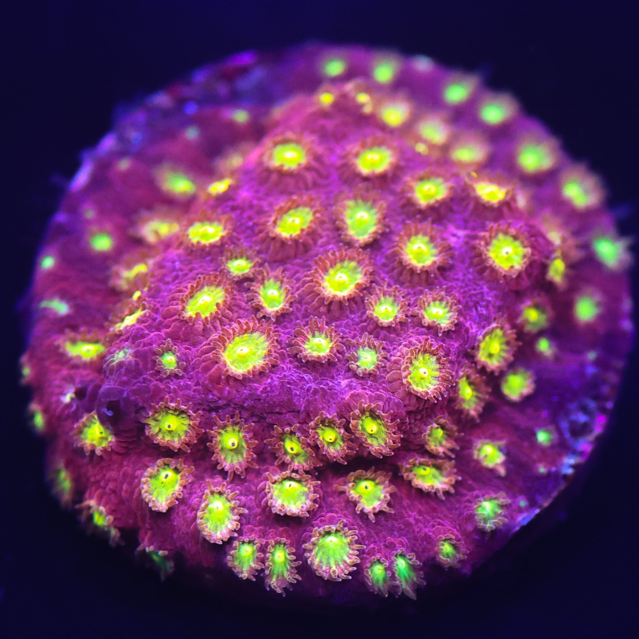 CB Bling Bling Cyphastrea