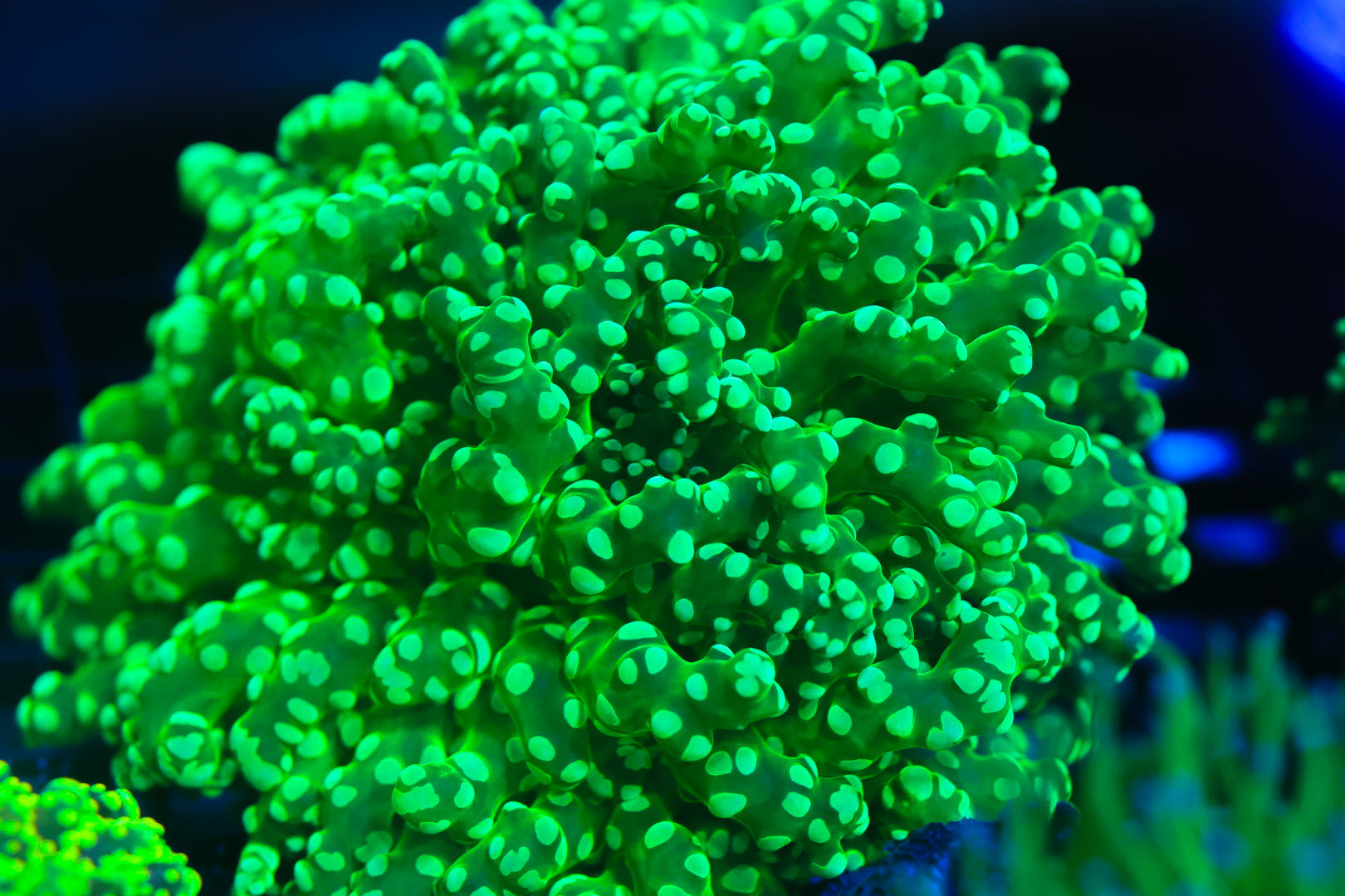 XXL Neon Frogspawn