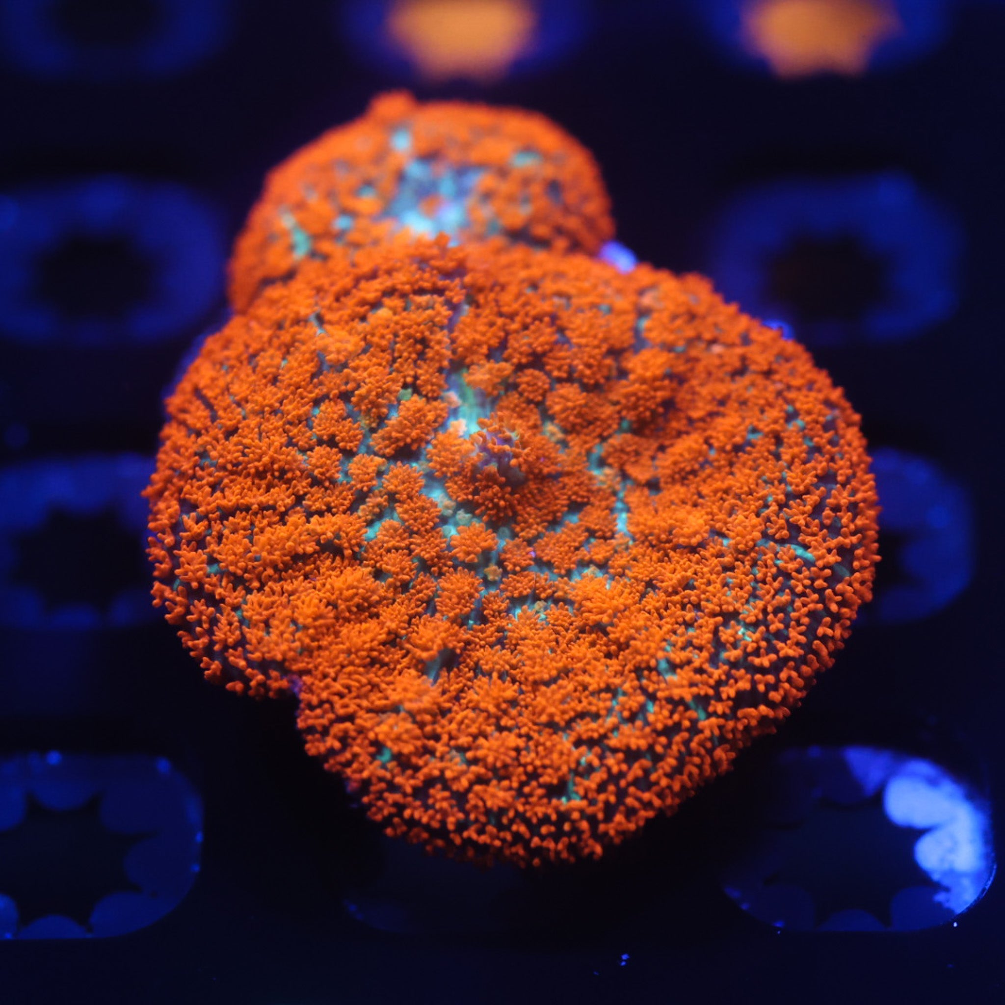 Forest Fire Mushroom