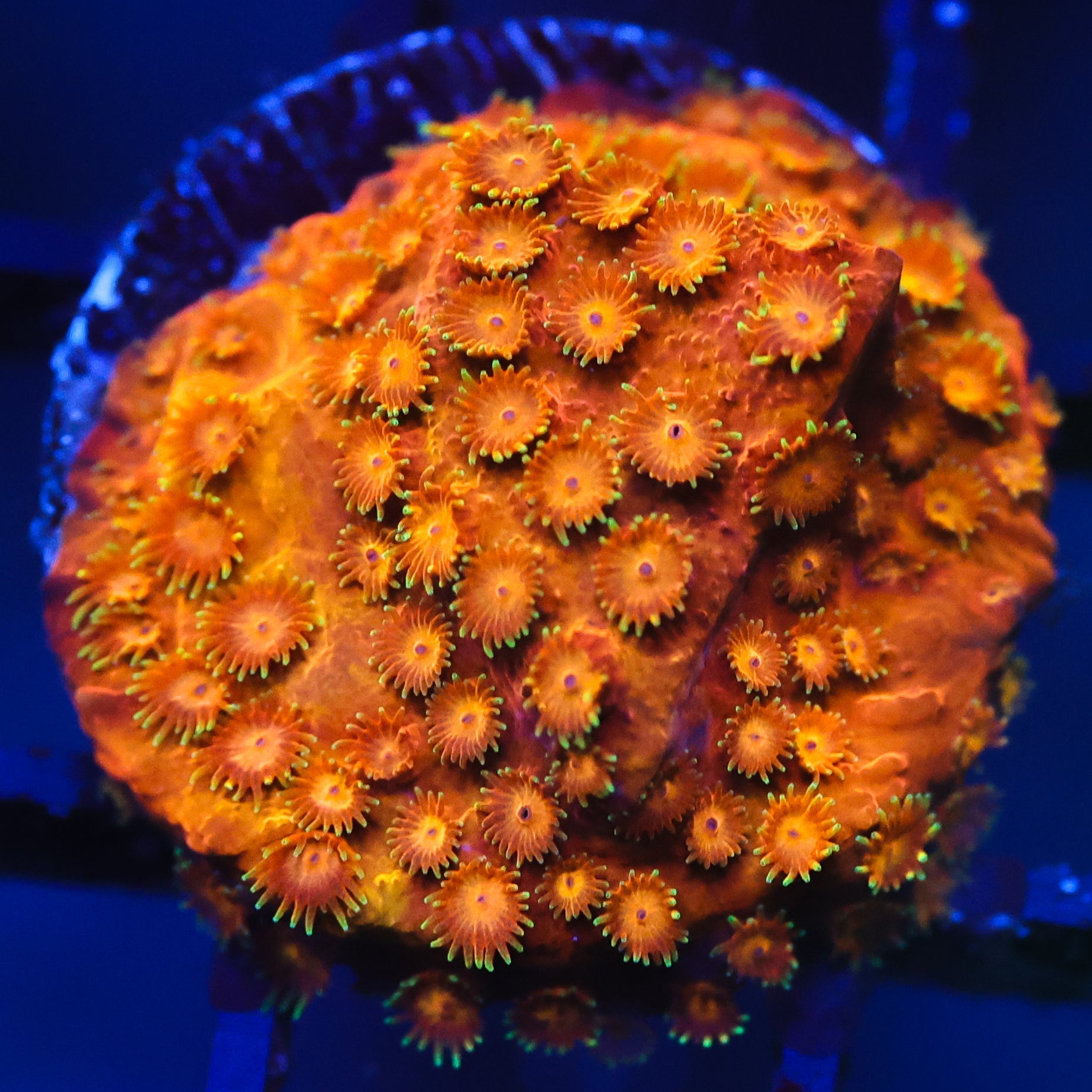 Orange Crush Cyphastrea