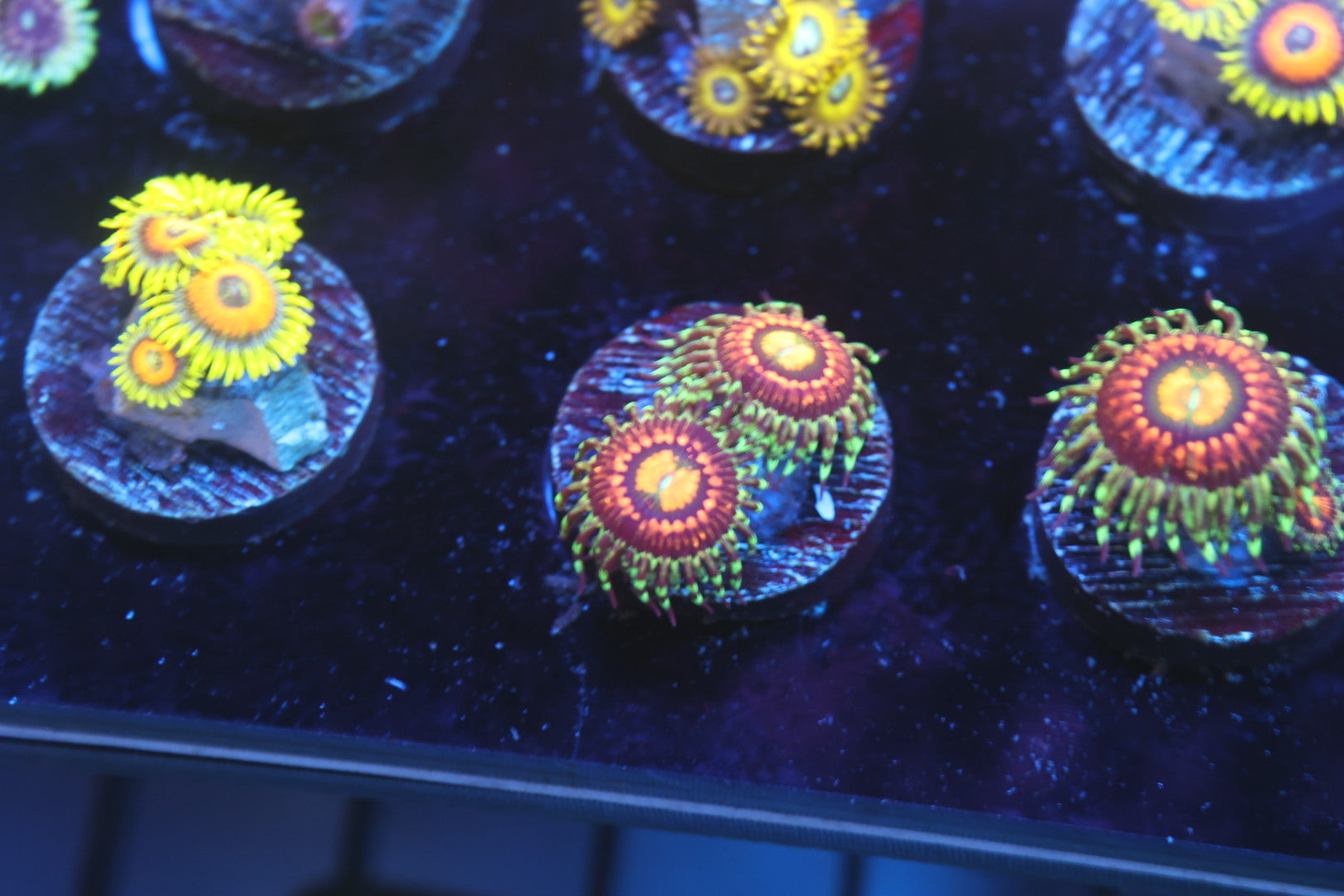 Rainbow Incinerator zoa