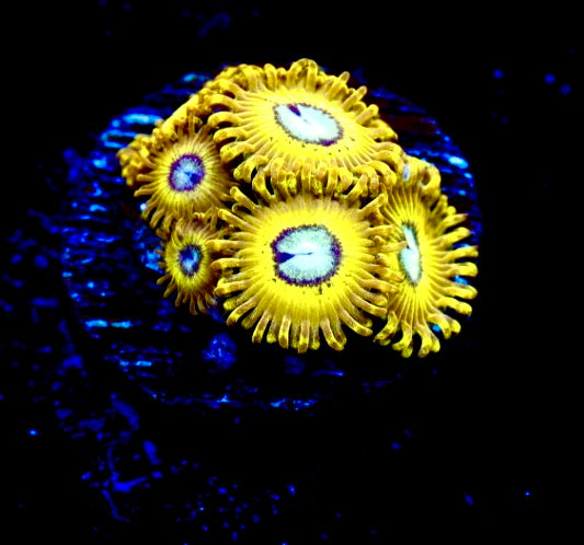 Pikachu Zoa