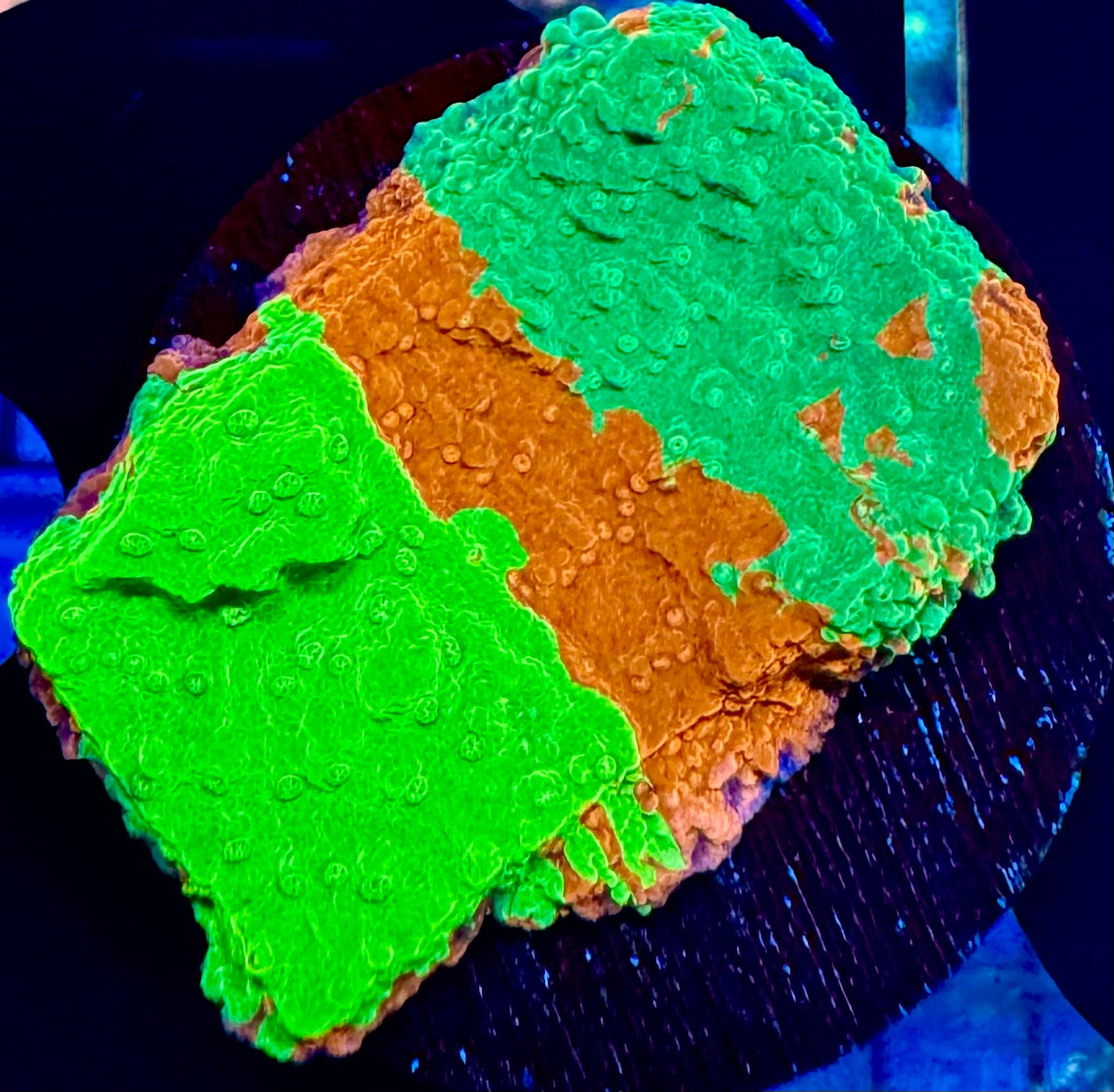 TSA Mind Melt Tripple Graft Monti Cap