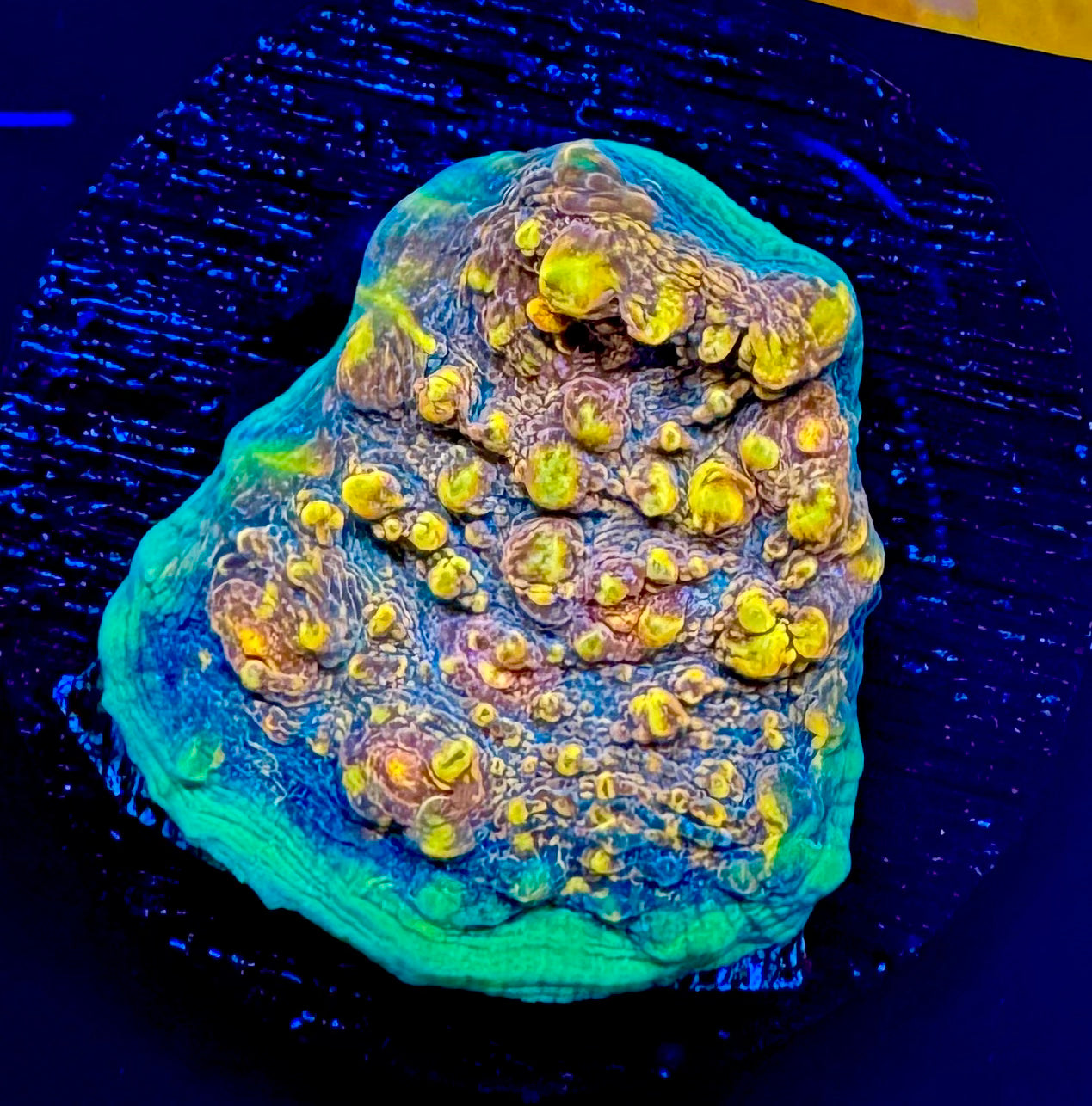 LRO Mermaid Purse Chalice