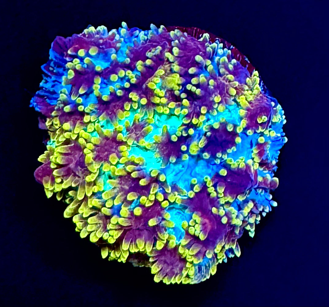 FCA Frozen Margarita Hydnaphora