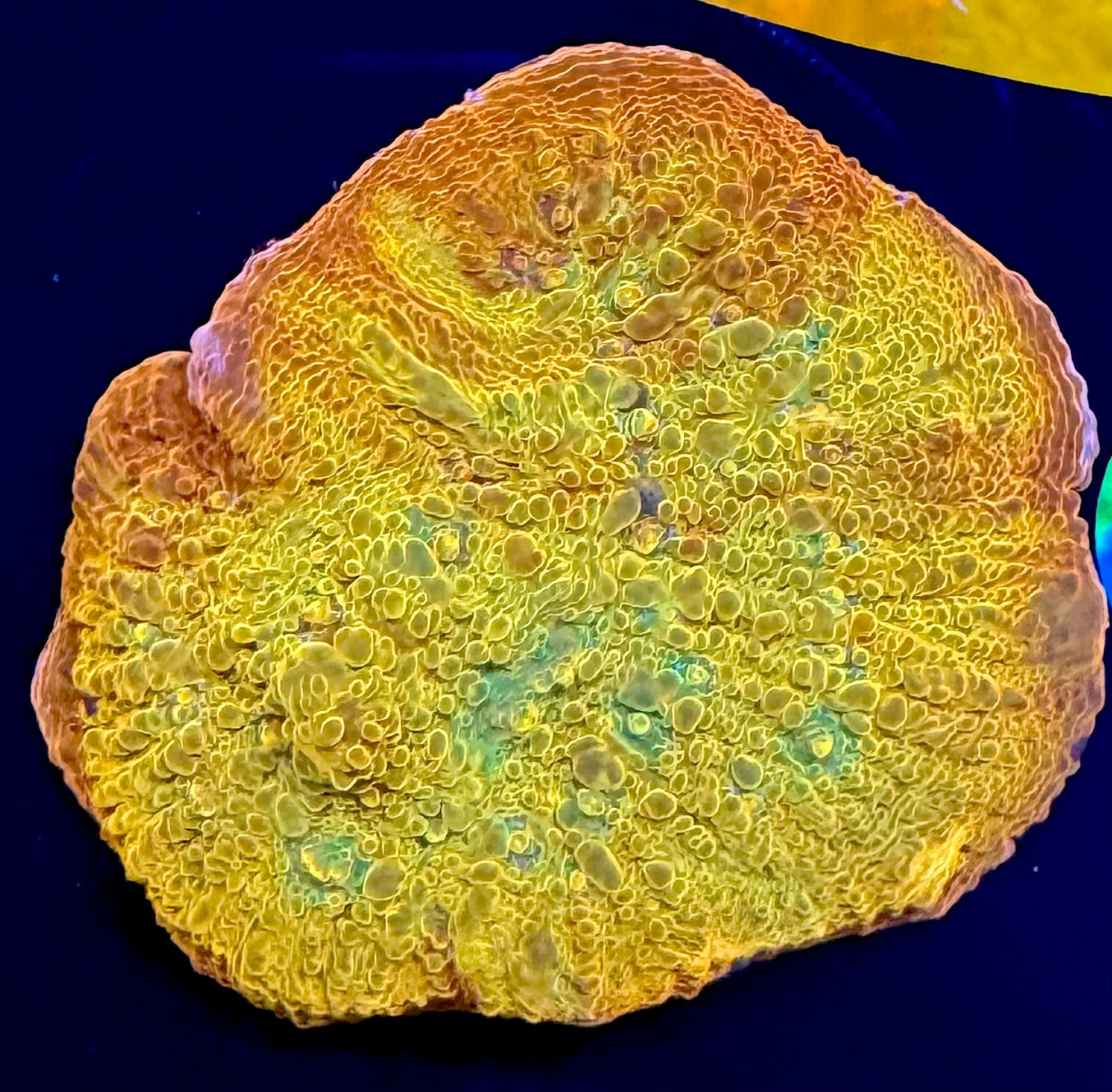 Psychedelic Chalice LG Frag