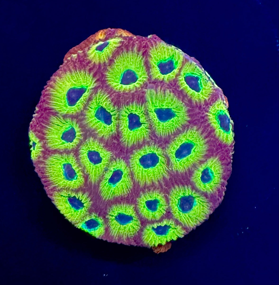 Lemon Splice Favites