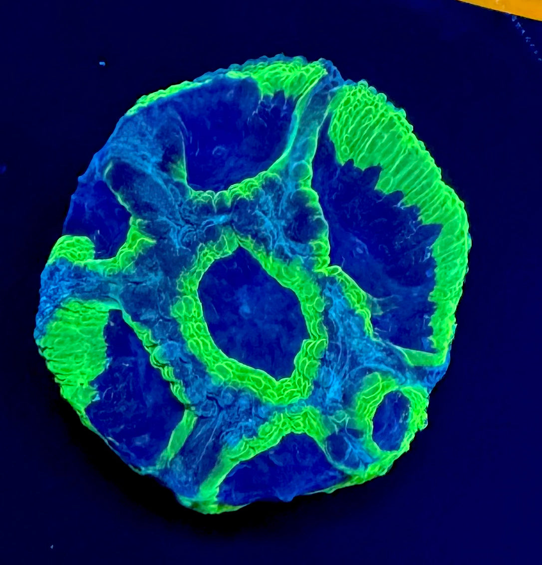 Blue People Eater Favia