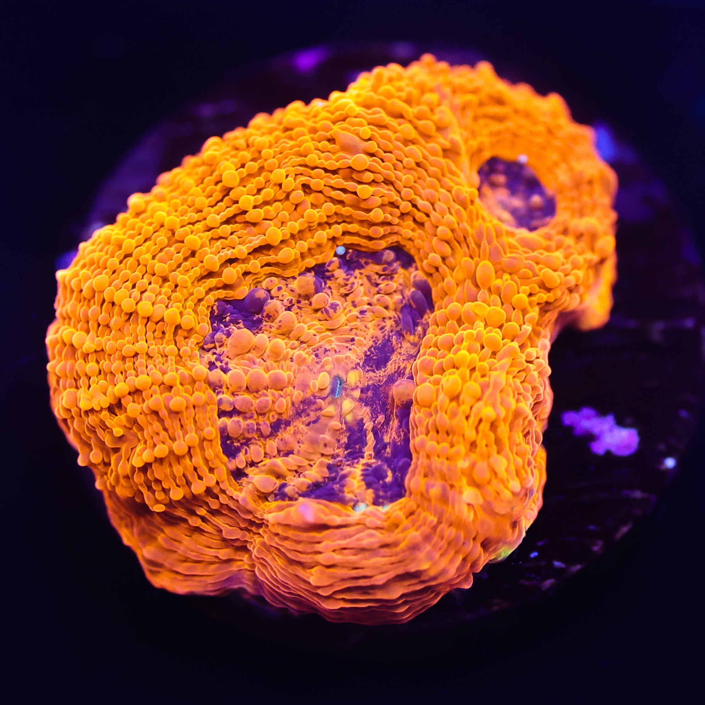 Orange Acan Echinata