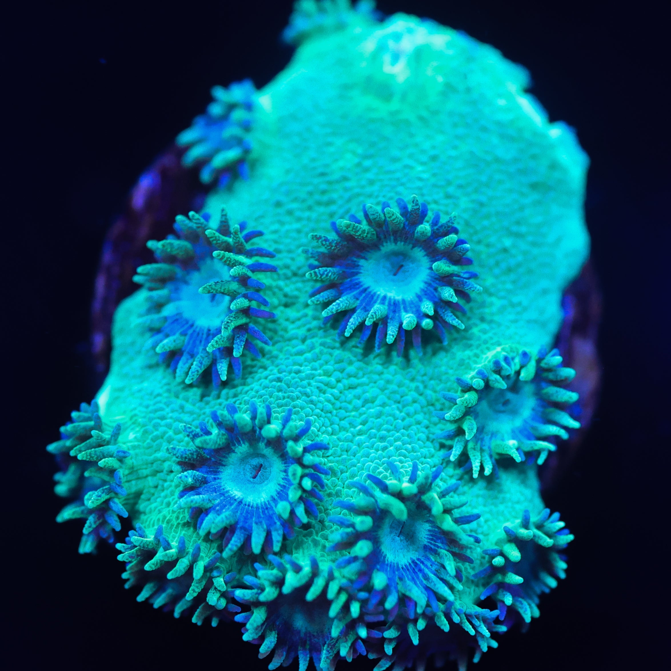 Pagoda Cup Coral